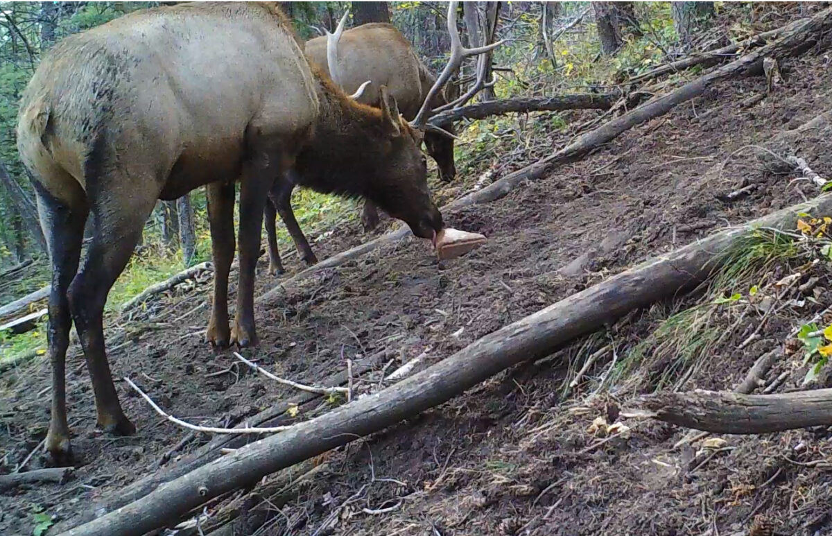 Two new Utah hunting laws on target to take effect Thursday News